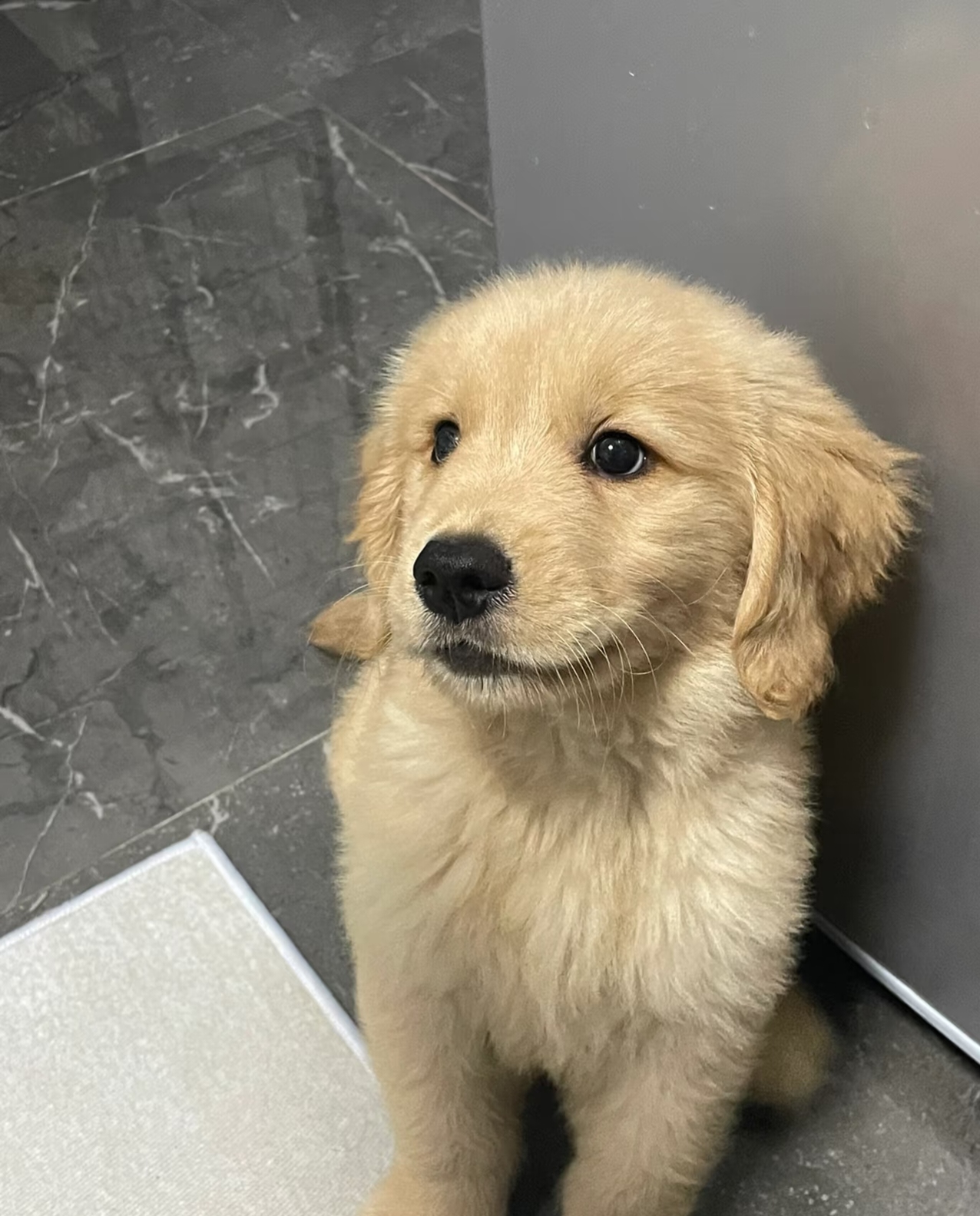 性格温顺，非常适合家庭生活的犬种，聪明易训